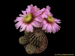 Echinocereus reichenbachii 596